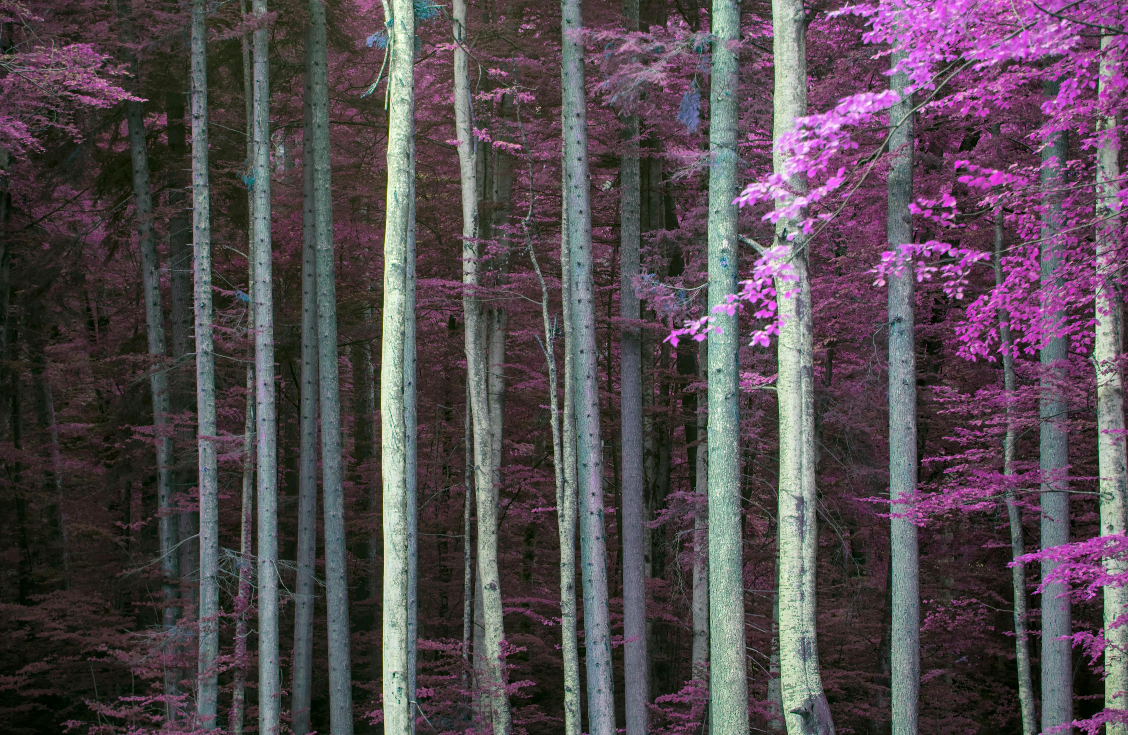 Forest with pink trees.